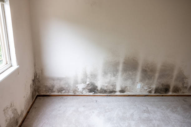 Mold Remediation for Rental Properties in Grayson, GA